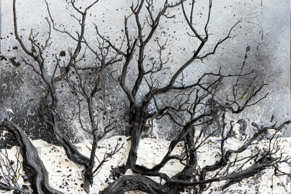 Les arbres dansants - Antoine Wattinne © L'Atelier Galerie des Alpilles