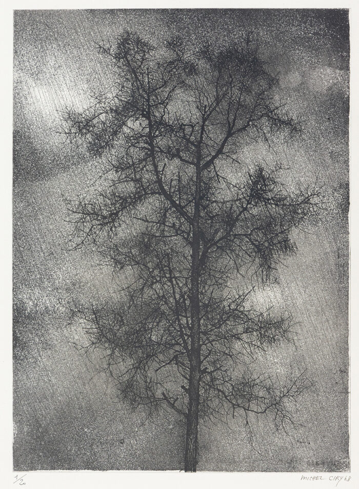 Arbre - Ciry © Oeuvre mise en vente par L'Atelier Galerie des Alpilles