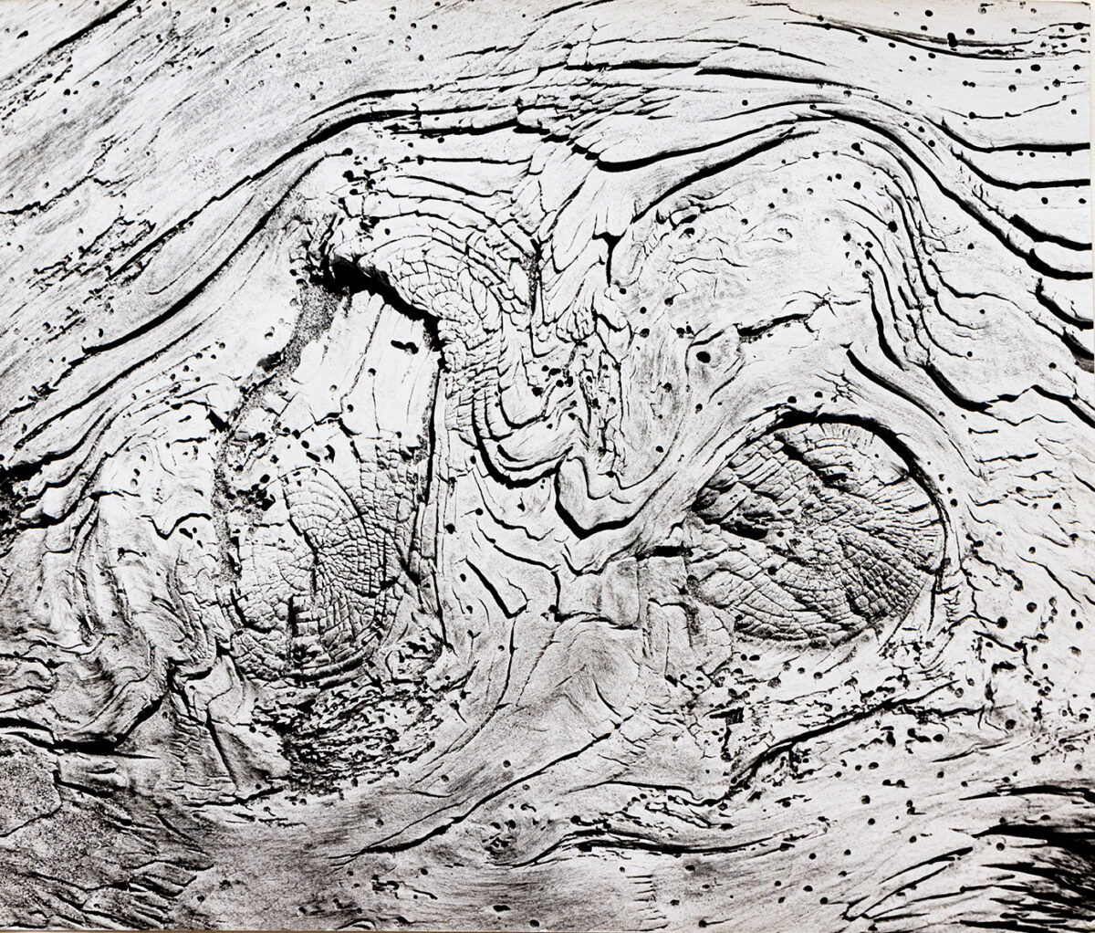 Ecorse - Clergue © Oeuvre mise en vente par L'Atelier Galerie des Alpilles