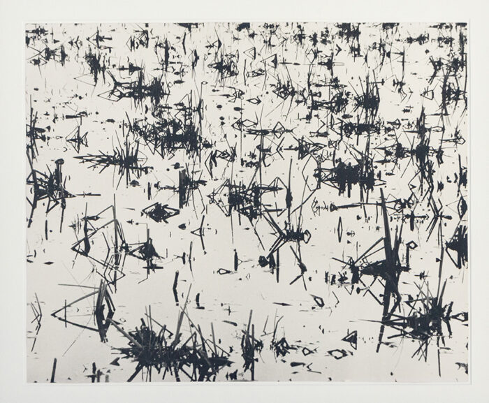 Roseaux en camargue - Clergue © Oeuvre mise en vente par L'Atelier Galerie des Alpilles