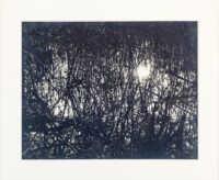 Contre jour en camargue - Clergue © Oeuvre mise en vente par L'Atelier Galerie des Alpilles