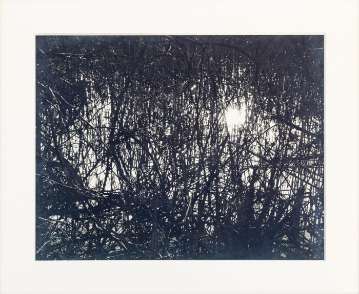 Contre jour en camargue - Clergue © Oeuvre mise en vente par L'Atelier Galerie des Alpilles