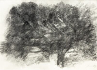 Chêne - Hollan © Oeuvre mise en vente par L'Atelier Galerie des Alpilles