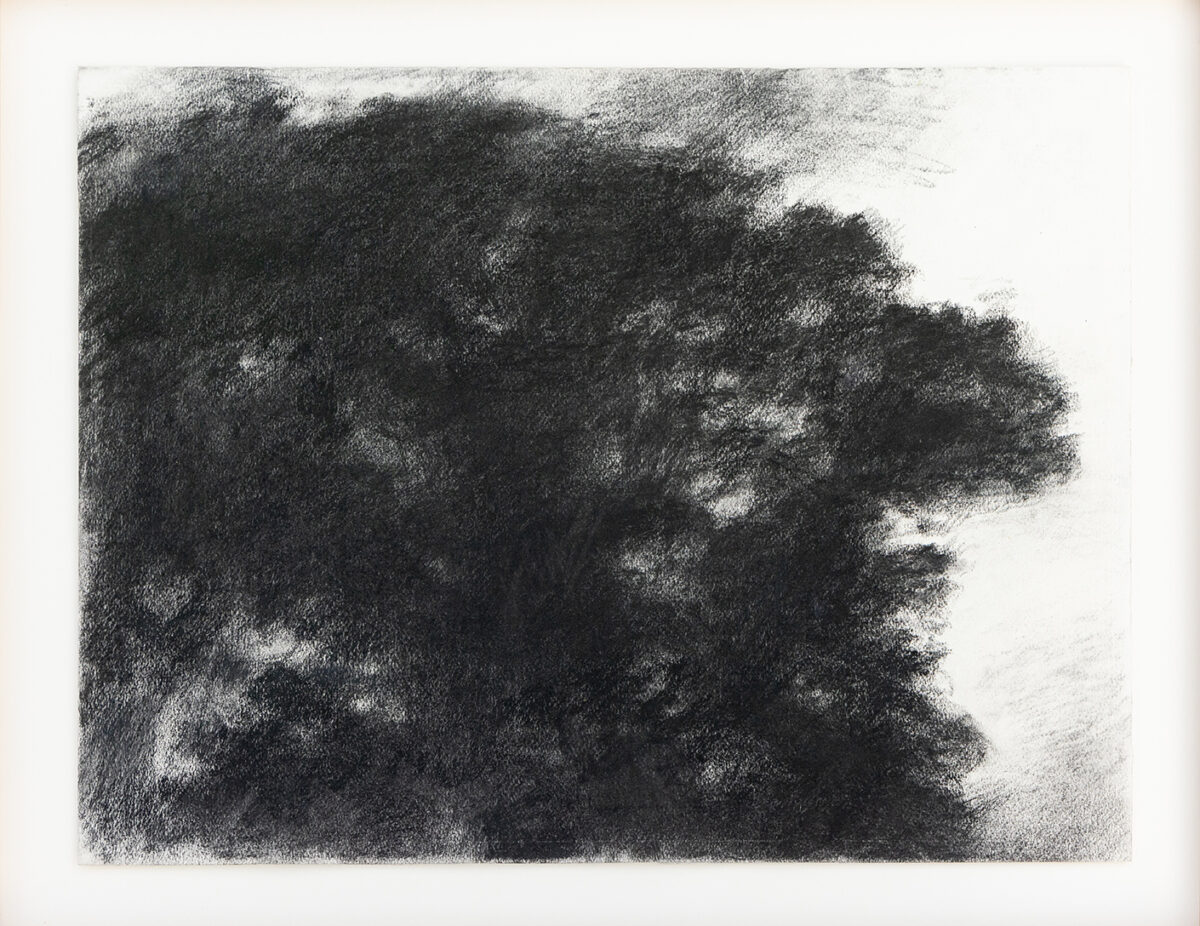 Chêne - Hollan © Oeuvre mise en vente par L'Atelier Galerie des Alpilles